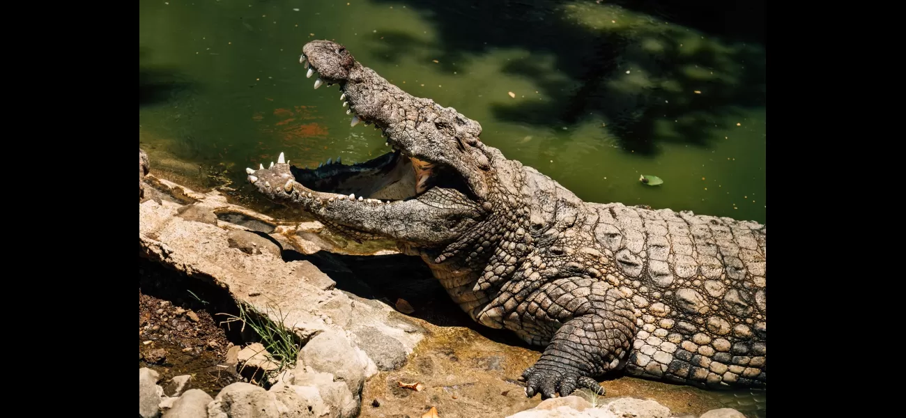 12-year-old's 'gruesome' remains discovered following crocodile attack.
