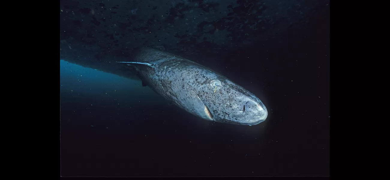 Ancient and strange, this shark may unlock the key to staying young.