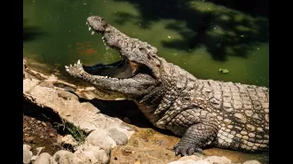 12-year-old's 'gruesome' remains discovered following crocodile attack.