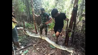 A mother was fatally attacked and partially consumed by a 30-foot python.