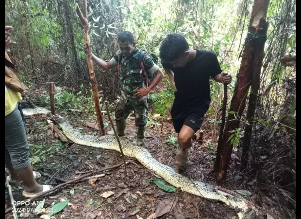A mother was fatally attacked and partially consumed by a 30-foot python.