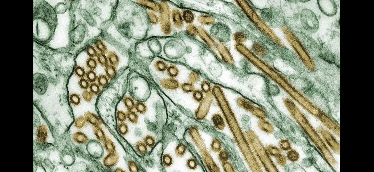 Avian flu found at home in Australian Capital Territory.