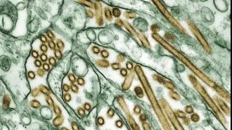 Avian flu found at home in Australian Capital Territory.
