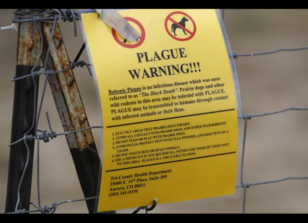 Bubonic plague found in US.