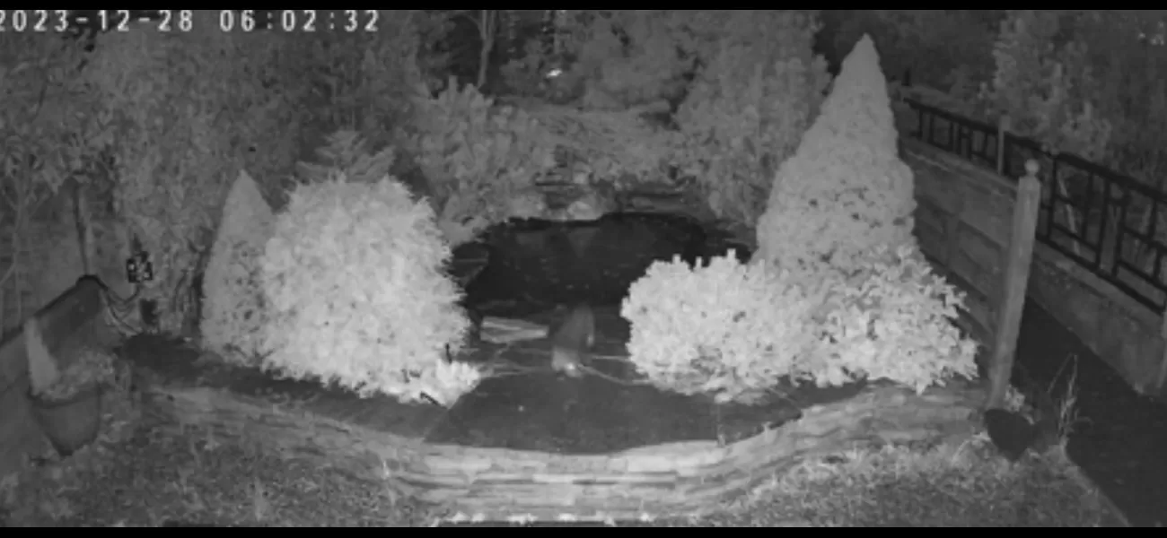 A video shows an otter sneaking into a garden center and devouring £10,000 worth of koi fish.