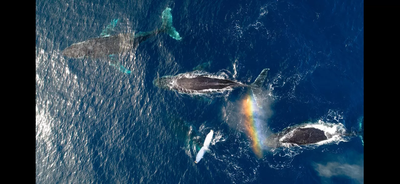 Study finds humpback whales experienced increased well-being during pandemic.