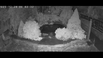A video shows an otter sneaking into a garden center and devouring £10,000 worth of koi fish.