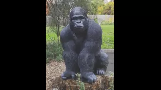 A man has been accused of taking a retirement village's statue of Garry the gorilla.