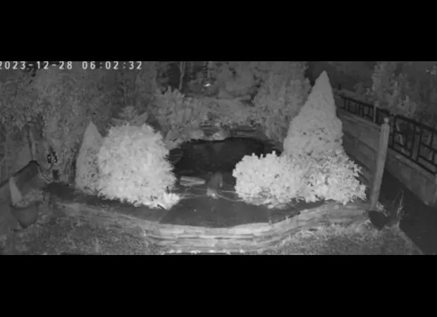 A video shows an otter sneaking into a garden center and devouring £10,000 worth of koi fish.