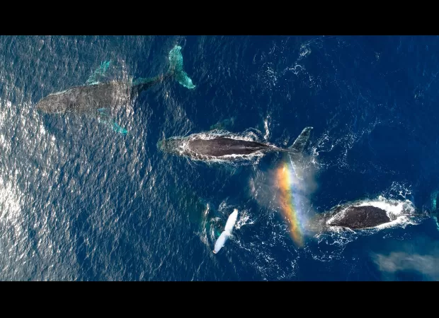 Study finds humpback whales experienced increased well-being during pandemic.
