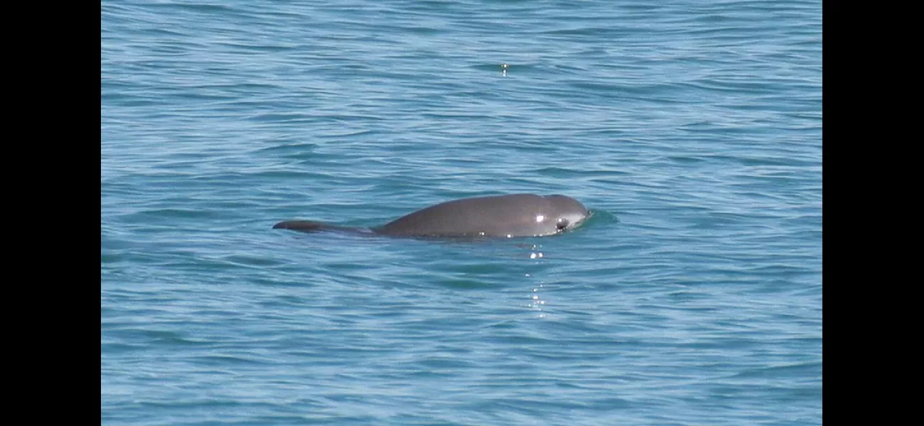 The world's rarest sea animal is in danger as time is running out.