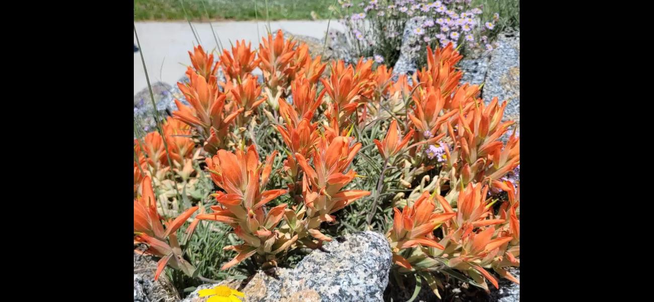 Wildflowers in Colorado are blossoming earlier than usual, with certain regions currently at their peak.