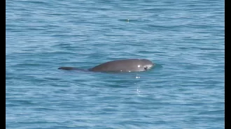 The world's rarest sea animal is in danger as time is running out.