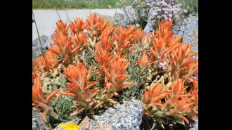 Wildflowers in Colorado are blossoming earlier than usual, with certain regions currently at their peak.
