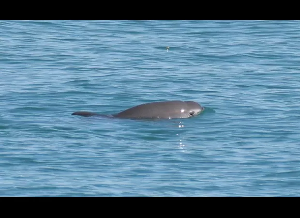 The world's rarest sea animal is in danger as time is running out.
