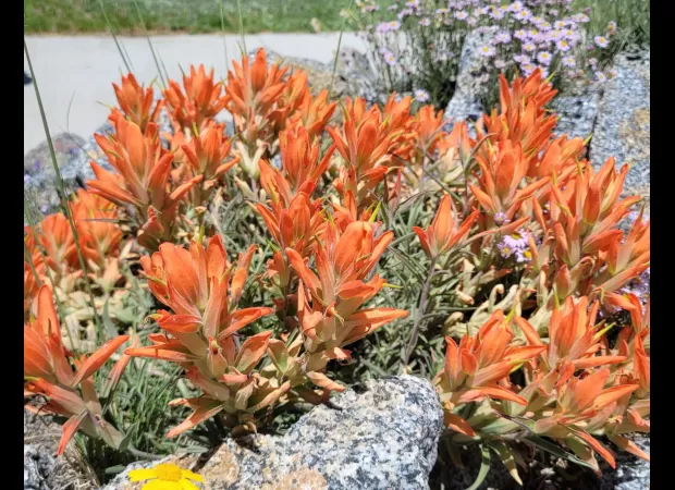 Wildflowers in Colorado are blossoming earlier than usual, with certain regions currently at their peak.