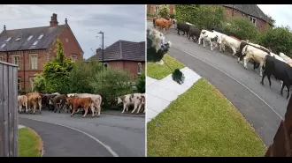 A large group of cows escape and create chaos in a rural town.