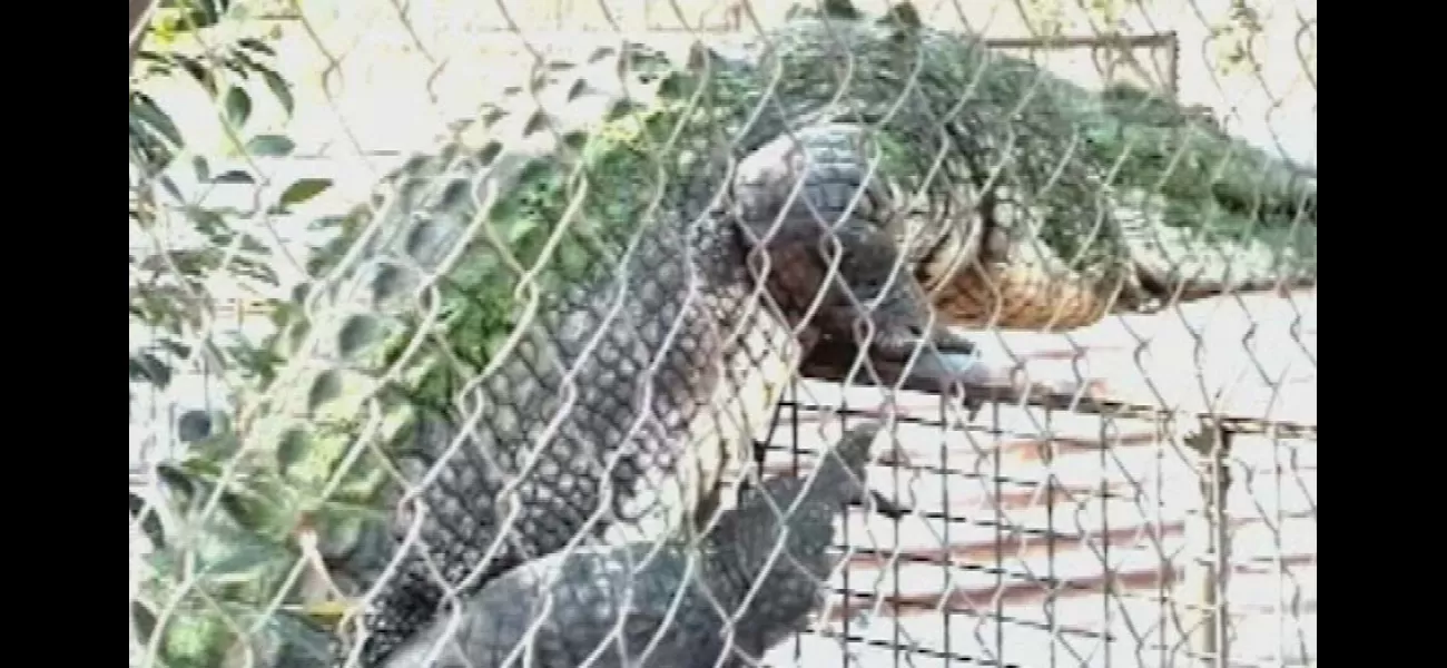 A video of a crocodile in Broome goes viral on the internet.