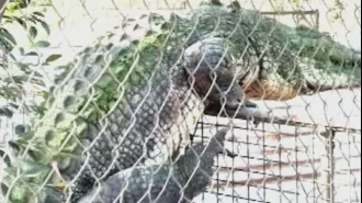 A video of a crocodile in Broome goes viral on the internet.