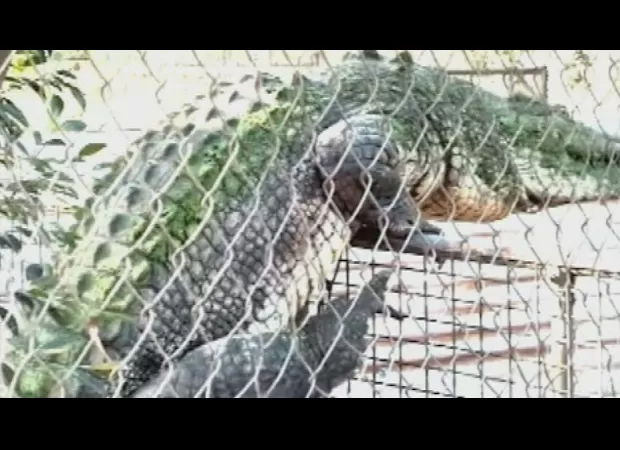 A video of a crocodile in Broome goes viral on the internet.