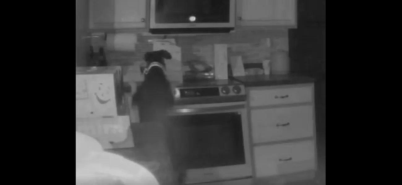 A family is surprised when their dog accidentally sets fire to their home by turning on the stove.