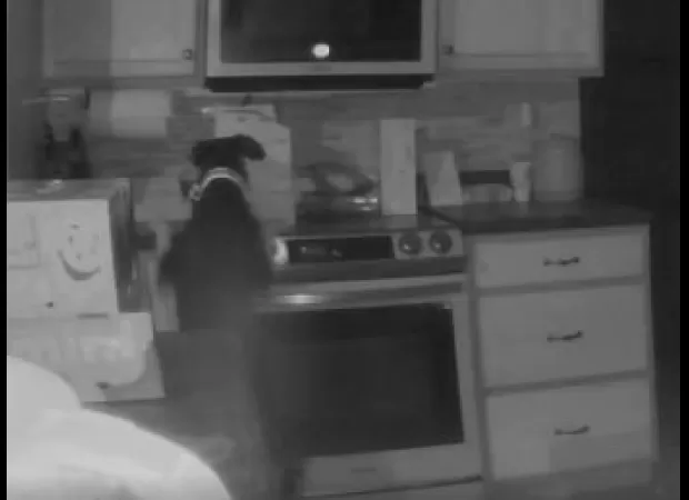 A family is surprised when their dog accidentally sets fire to their home by turning on the stove.