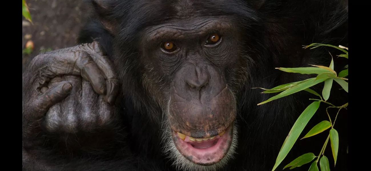 A chimpanzee at Edinburgh Zoo passes away following an attack by its own group.