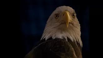 Denver Zoo's 24-year-old bald eagle Toano passes away.