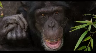 A chimpanzee at Edinburgh Zoo passes away following an attack by its own group.