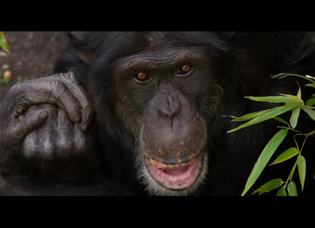 A chimpanzee at Edinburgh Zoo passes away following an attack by its own group.