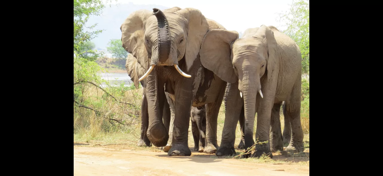 A tourist on safari was killed by elephants when they left their car for a closer look.