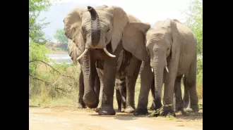 A tourist on safari was killed by elephants when they left their car for a closer look.