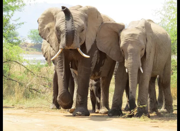 A tourist on safari was killed by elephants when they left their car for a closer look.