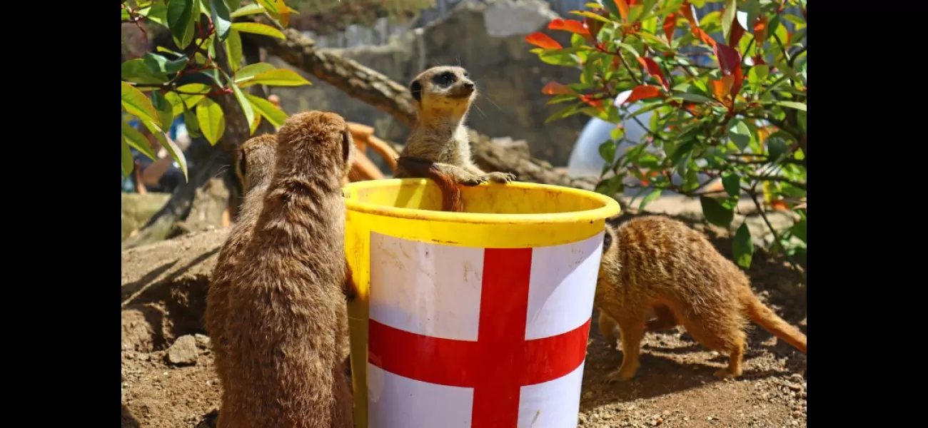 Famous fortune-telling meerkats who correctly predicted England's wins now reveal their final prediction.