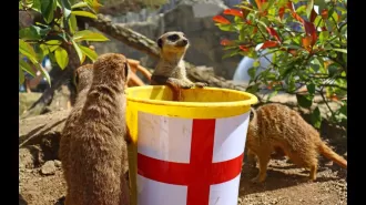 Famous fortune-telling meerkats who correctly predicted England's wins now reveal their final prediction.