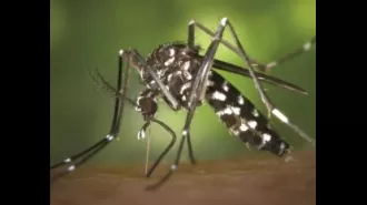 Dengue cases increasing in Sundargarh, Rourkela most affected.