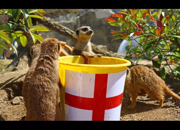 Famous fortune-telling meerkats who correctly predicted England's wins now reveal their final prediction.