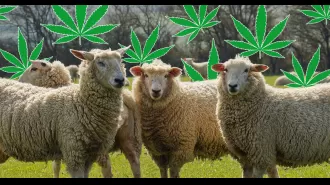 Sheep exhibit odd behavior after consuming large amount of marijuana in greenhouse.