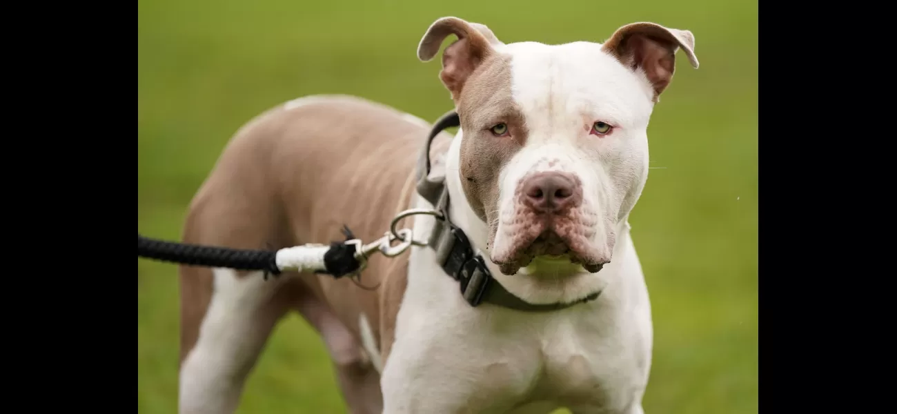 The XL bully breed will no longer be allowed in Ireland due to a fatal attack by a 