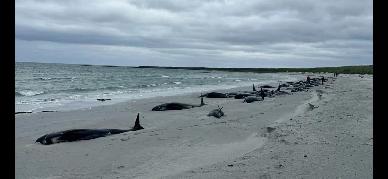 77 whales have tragically died in a large stranding on a Scottish beach.