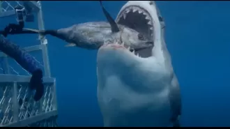 TV audience terrified when large great white shark bursts into TV personality's safety cage.