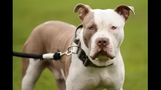 The XL bully breed will no longer be allowed in Ireland due to a fatal attack by a 
