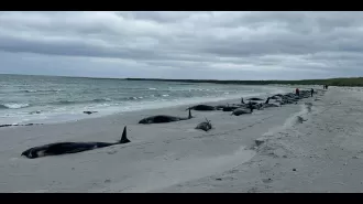 77 whales have tragically died in a large stranding on a Scottish beach.