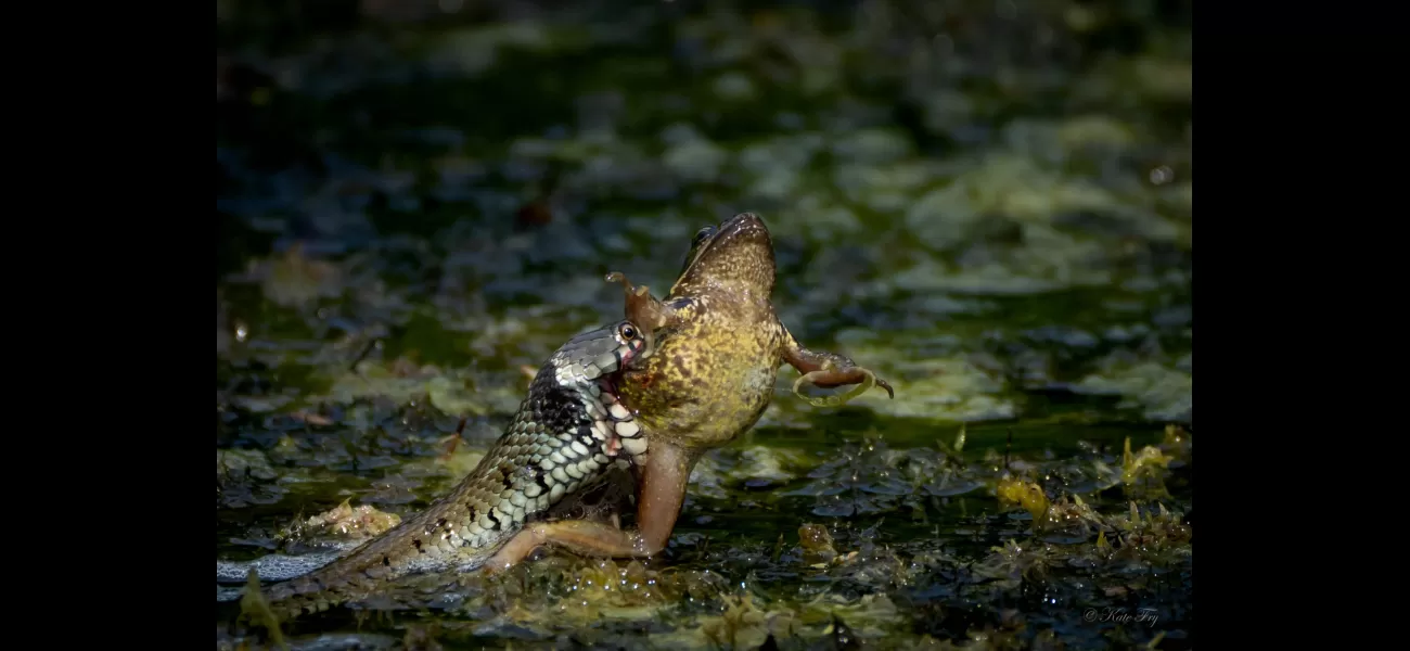 Sir David Attenborough commends a primary teacher's exceptional wildlife pictures.