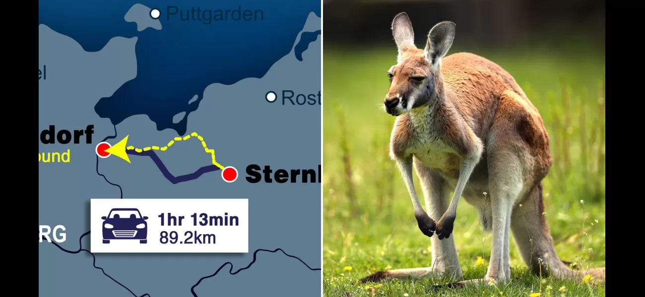 Huge kangaroo that went missing on New Year's Eve located 50 miles away from its original home.