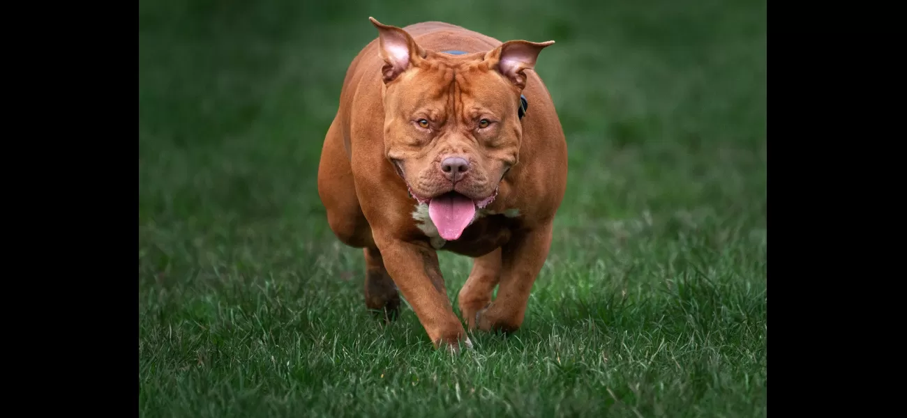 Police raided an illegal puppy farm with 13 dogs in a home with children.