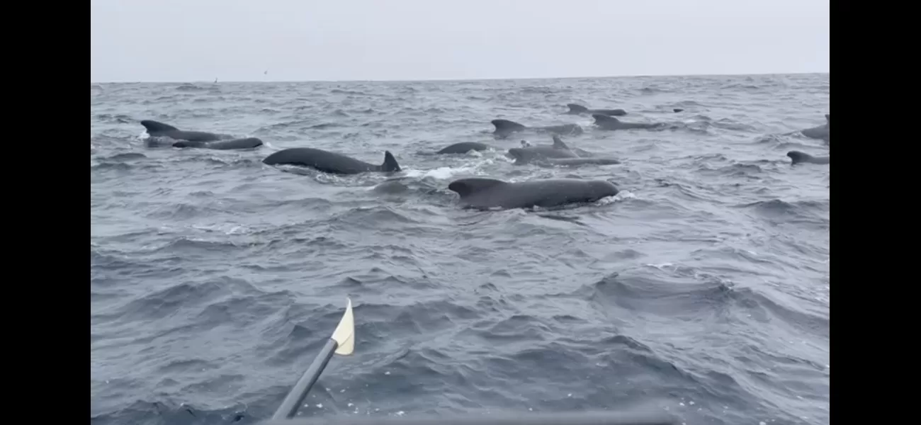 Man rowing alone across the Atlantic is joined by over 1,000 whales.