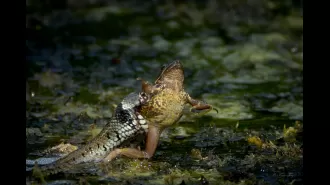 Sir David Attenborough commends a primary teacher's exceptional wildlife pictures.
