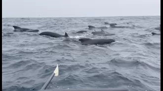 Man rowing alone across the Atlantic is joined by over 1,000 whales.