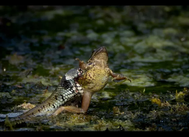 Sir David Attenborough commends a primary teacher's exceptional wildlife pictures.